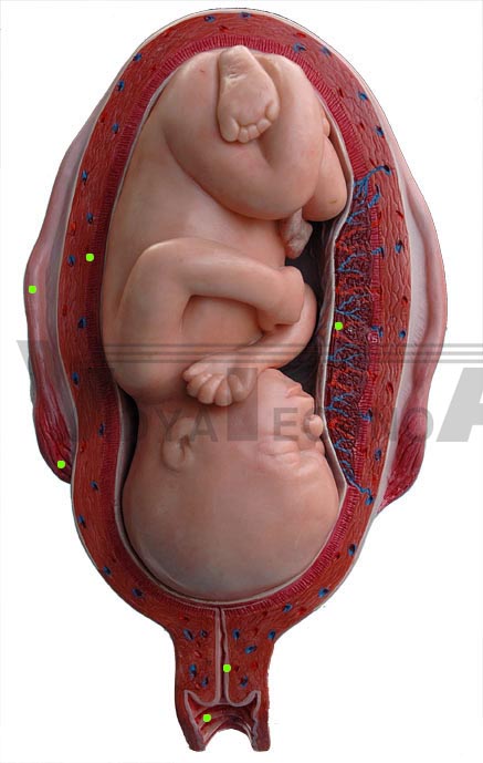 Fetus In Utero